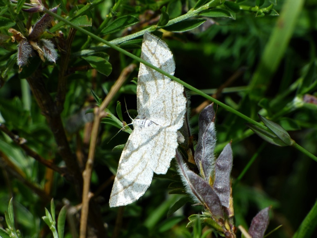 Idaea o Scopula?   No, Perconia strigillaria (Geometridae)